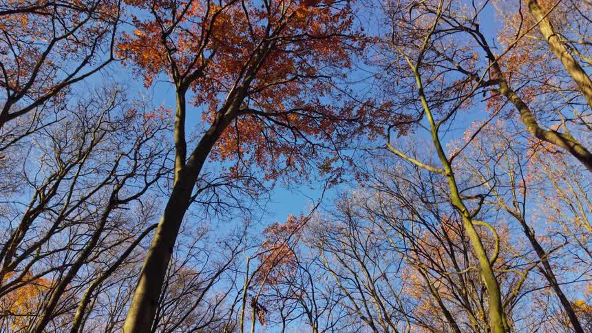 A view of trees losing their leaves