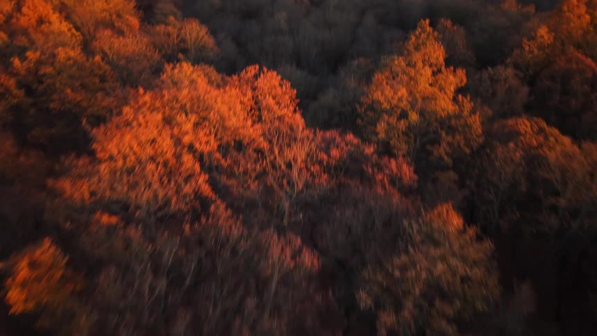 An aerial view of a forested hillside heavily shaded with patches of trees displaying brilliant orange and yellow autumn colors as the camera ascends to reveal a bright sky above the ridge