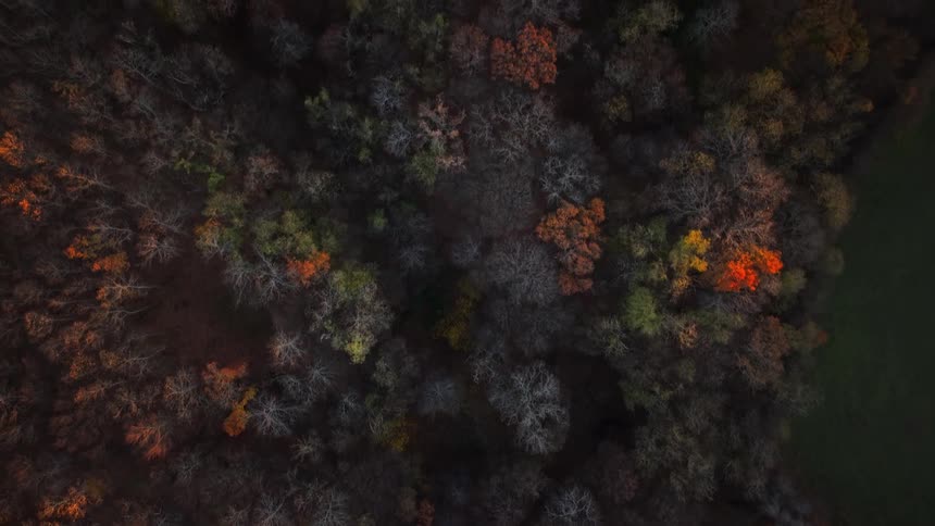 Aerial view of a forest with trees in fall colors