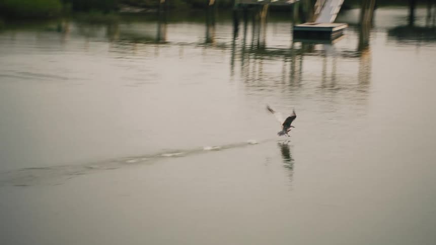 A waterfowl lifting off from the river as a man paddles a canoe forward near the shoreline at sunset