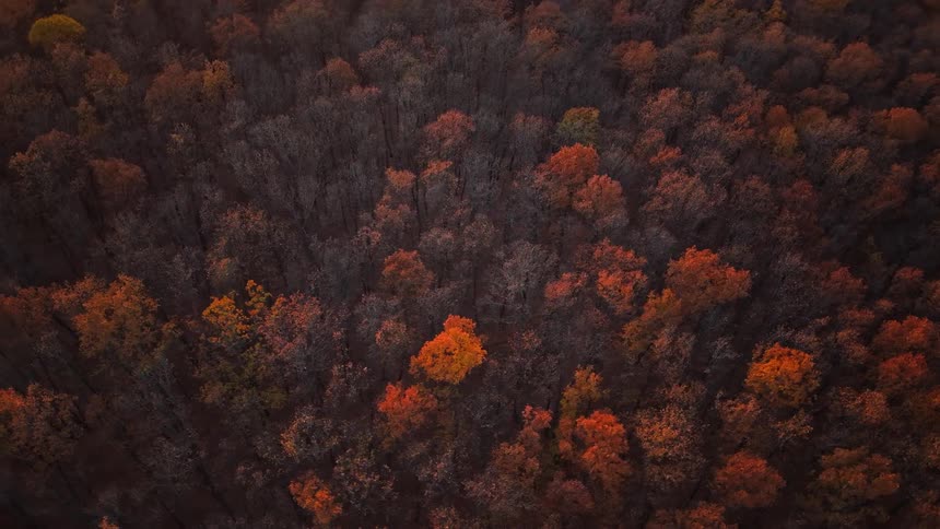 A forest filled with trees whose leaves are turning orange in the autumn season at midday