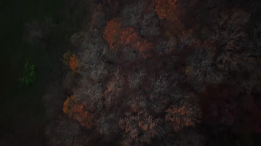 An overhead drone view slowly descends over a dark forest canopy revealing autumn trees with patches of brown and a few remaining green leaves