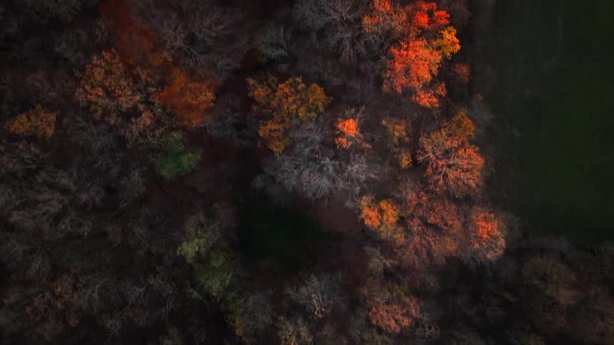 An overhead aerial shot captures a dense dark forest canopy with patches of bright orange and yellow autumn foliage slowly moving over a field as the light fades