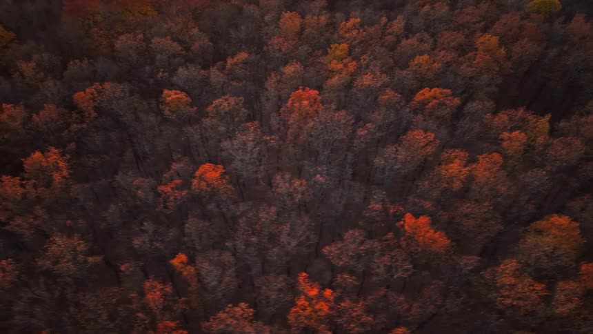 Aerial view of a forest with trees in fall colors