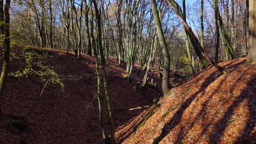 A drone shot captures an autumnal forest ravine densely covered with brown fallen leaves and illuminated by long shadows from the sun