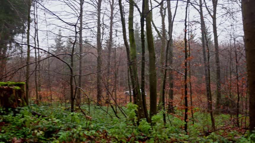 Dense forest with tall leafless trees and silver car in background among vegetation