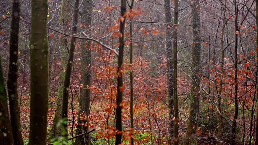 A forest full of trees with orange leaves