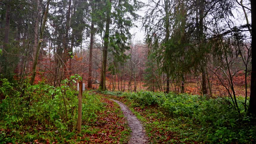A view of a forest full of trees