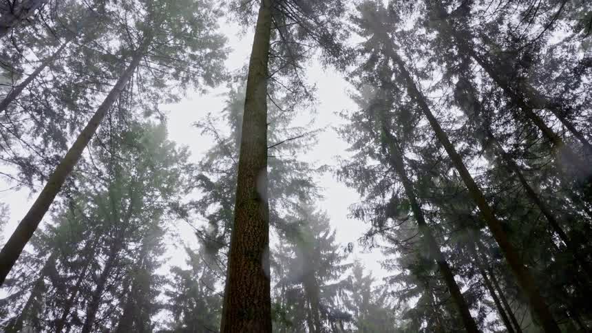 Conifer tree canopies shrouded in mist seen from below in dense forest