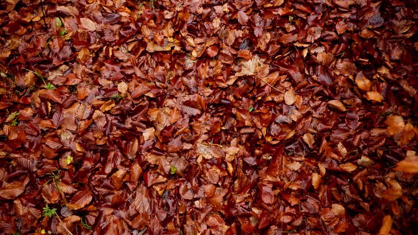 Dry autumn leaves in earthy tones covering the ground with sparse green grass visible