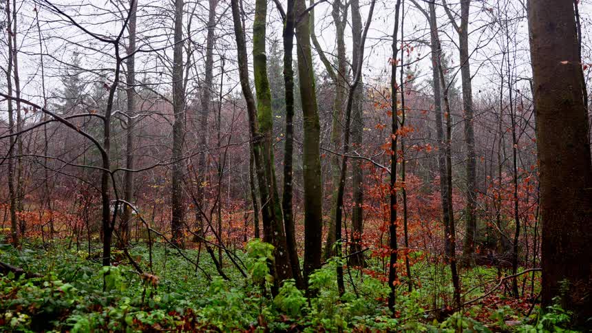 A low angle follows a white suv driving slowly through a densely wooded forest in autumn with bright green undergrowth on a dark overcast day