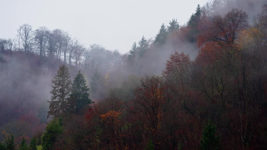 Misty hillside forest with autumn trees in varied shades of green orange and red