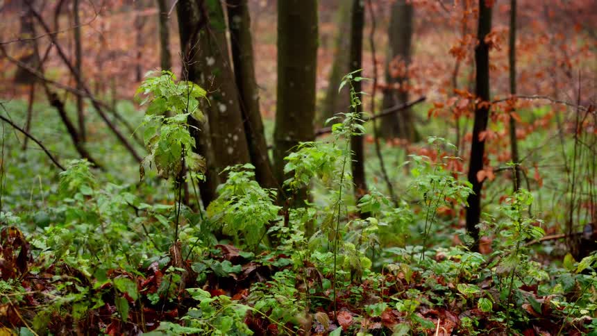 Green undergrowth in dense forest with tall trees and autumn leaves