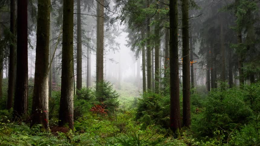 A dense dark coniferous forest is shrouded in thick fog highlighting the tall straight tree trunks and lush green undergrowth