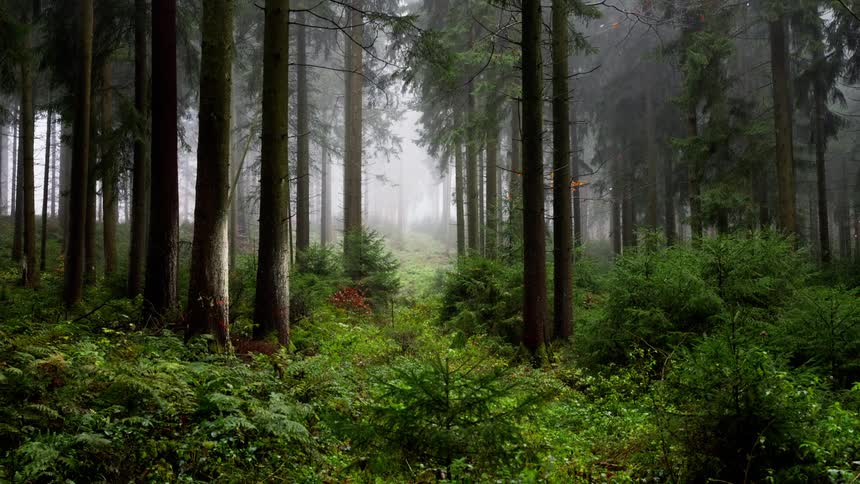 A fixed shot of an evergreen forest on a misty day showing tall dark conifer trees and a thick layer of bright green ferns and bushes covering the forest floor with the background fading into white fog