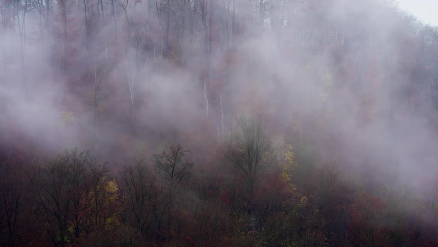 A view of a forest with fog above it