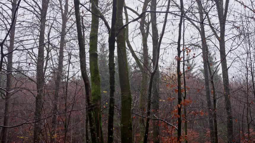 A view of some changing leaves on trees in a forest