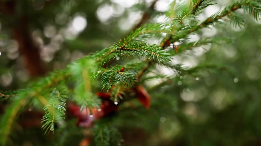 A close view of a spruce branch reveals water droplets on the needles and a few reddish brown leaves stuck among the green