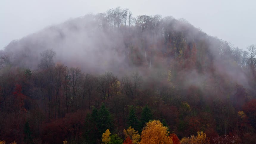 A view of a forest with some fog in the trees