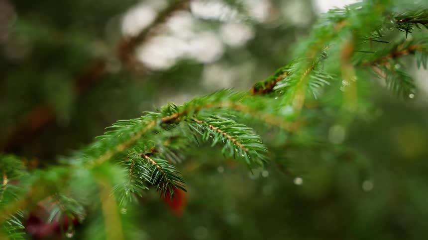 Green needlelike leaves with water droplets on conifer branch in a humid natural setting