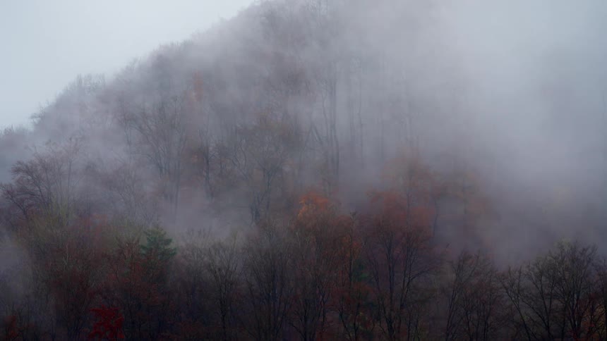 Autumn foliage shrouded in mist on wooded hillside