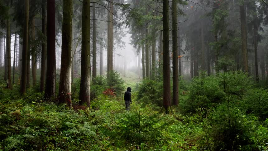 Hooded figure in misty forest surrounded by tall trees and lush green undergrowth
