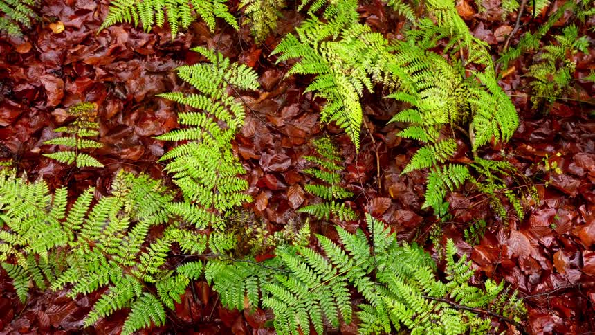 Vibrant green fern fronds over ground covered with reddish wet leaves