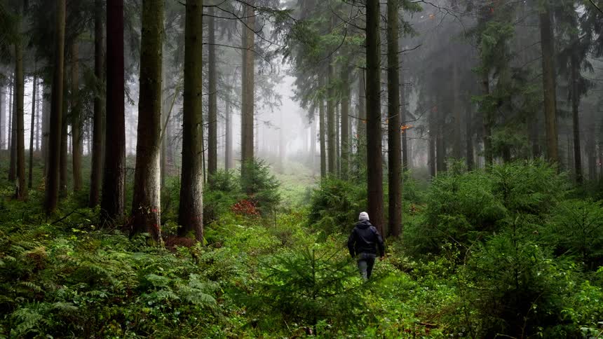 Hiker walking into the foggy forest and they stop to look around