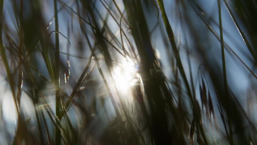 Sunlit grass blades viewed from within with blue sky in the background