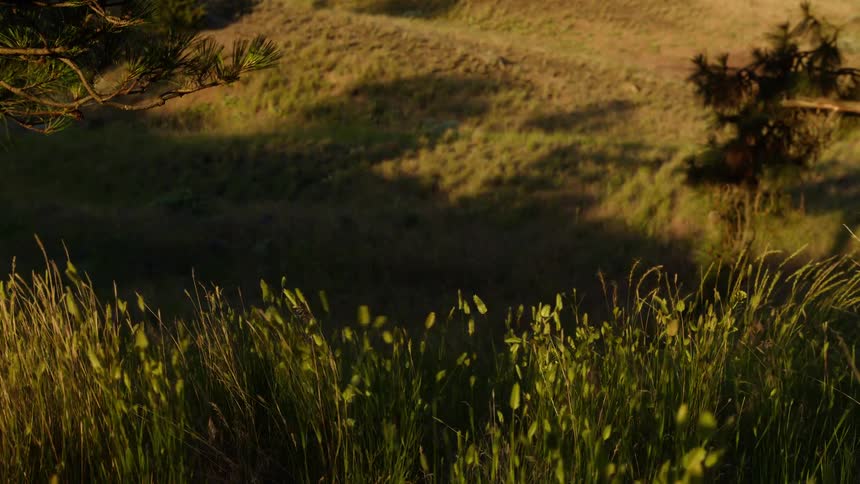 Sunlight shines on grass and vegetation moving in the breeze on a hill overlooking a rural field