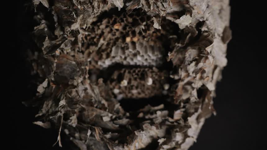 The hornets nest is hanging in the dark