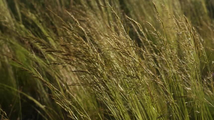 Tall golden and green grass swaying in the wind under soft morning or late afternoon light