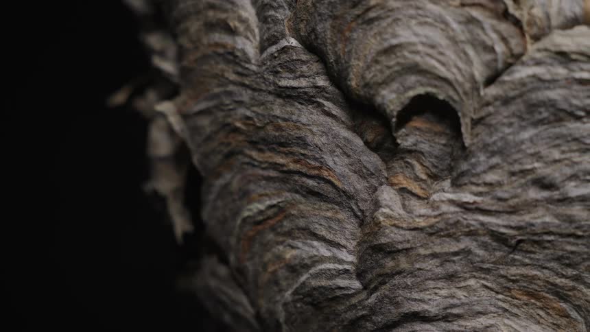 A closeup shot reveals the intricate layered grayish brown texture of a wasp nest against a dark background