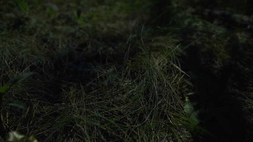 A trees shadow shifts across dark dense grass as the sunlight moves