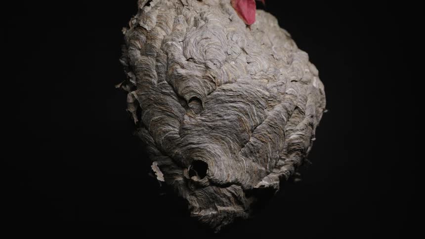 Wasp nest with swirling pattern and dry leaves hanging against black background
