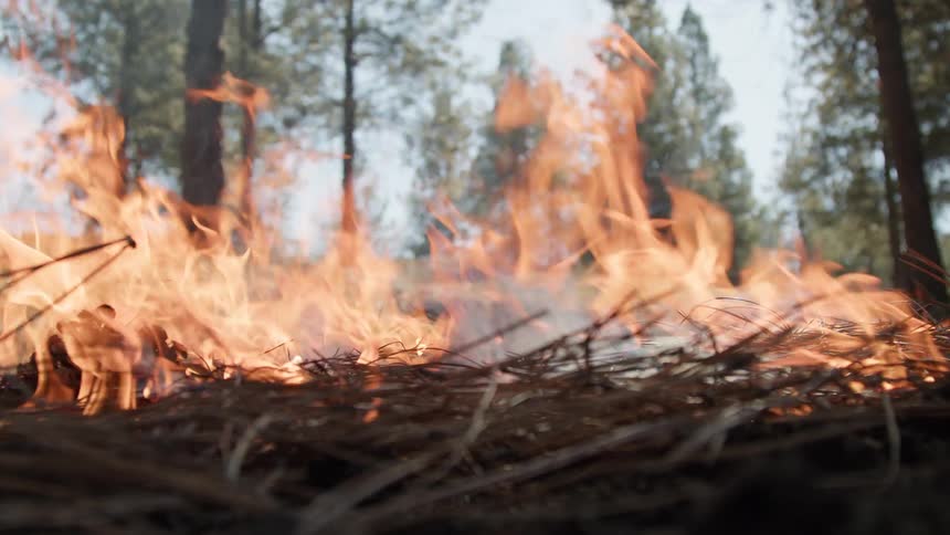 Pine cone among dry needles engulfed by flames in coniferous forest