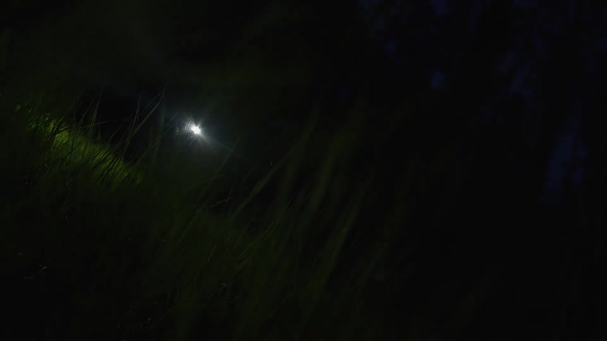 A very closeup shot of tall green grass swaying gently in the darkness illuminated by a brilliant white light source at the center that causes a strong lens flare