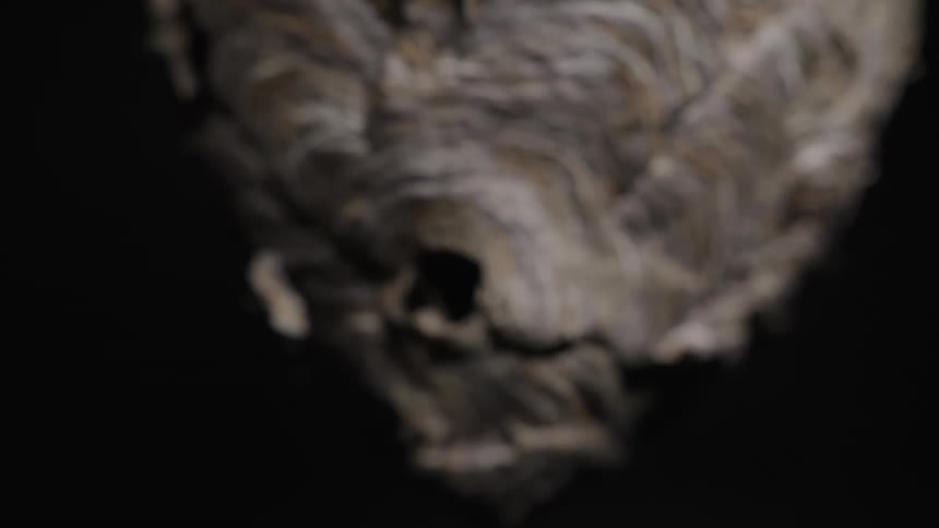 Hole leads into a textured gray organic object contrasting with a darker background