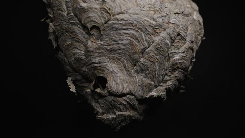 Wasp nest with swirling texture and central opening against dark background