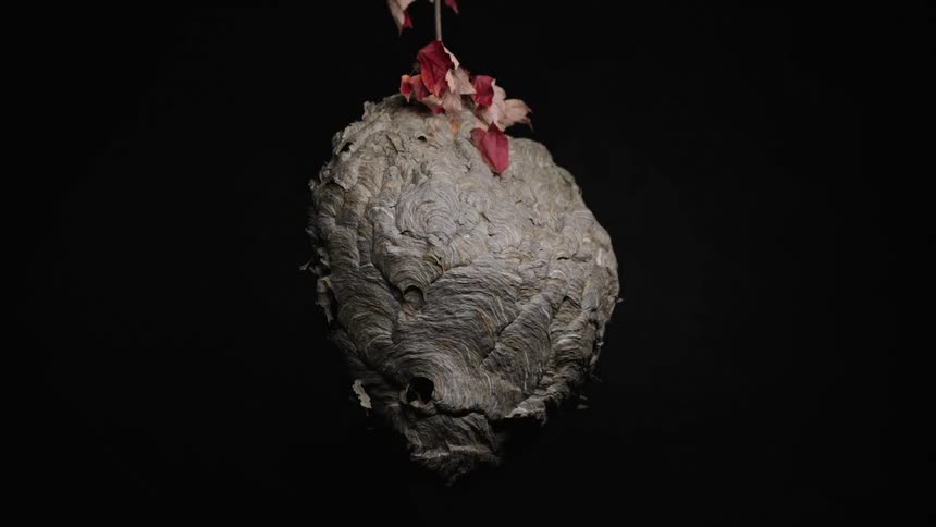Wasp nest with swirling structure hanging from branch with dry leaves against black background