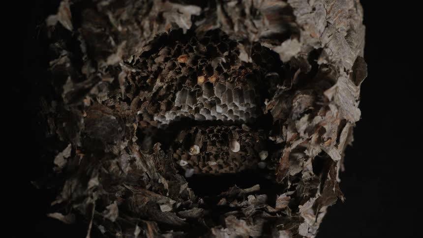 Hornet nest torn open with a view of the inside of the nest