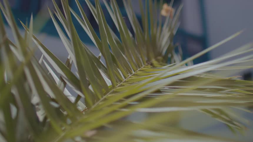 Palm frond with narrow green leaves in linear pattern against blurred architectural background