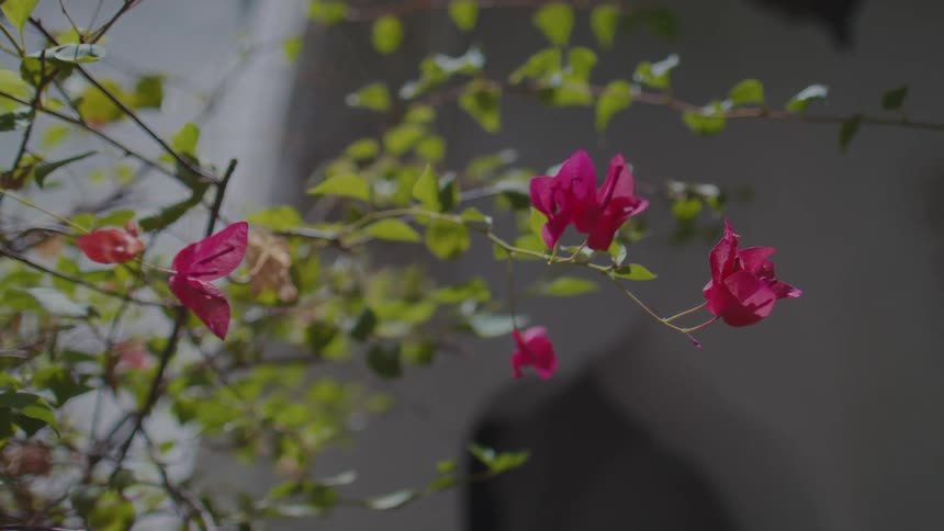 Vibrant pink flowers and bright green leaves against a softly blurred neutral background with a blurry building facade