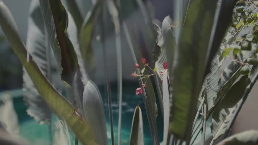 A flower plant growing beside an outdoor swimming pool at midday