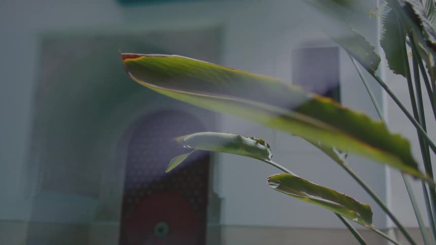 Green tropical leaves in focus against blurred patterned door and arched architectural background