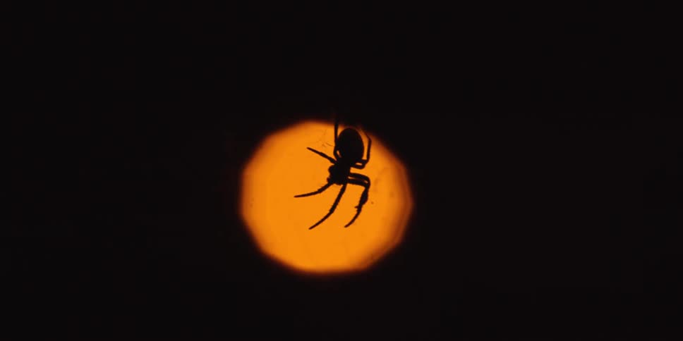 The spider is hanging through the hole