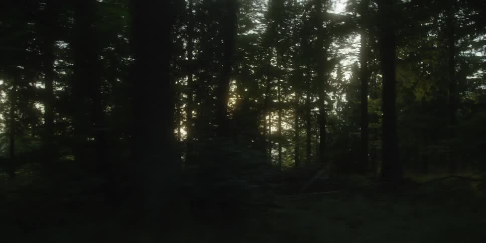Moving on a road through the woods as the sun shines through the trees