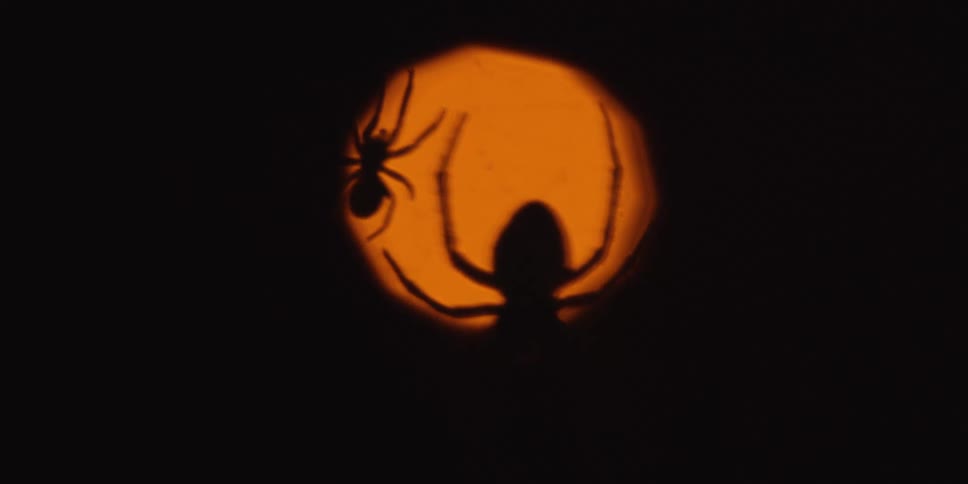 Spider silhouette projected against an orange circular light on a dark background