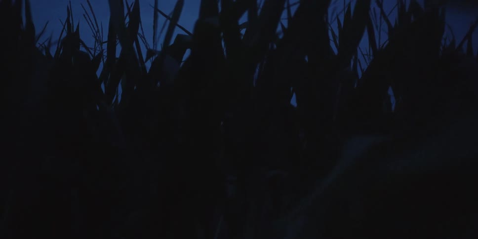 A lowangle shot captures the dark silhouette of tall swaying corn stalks against a deep blue twilight sky creating an eerie and obscured natural setting