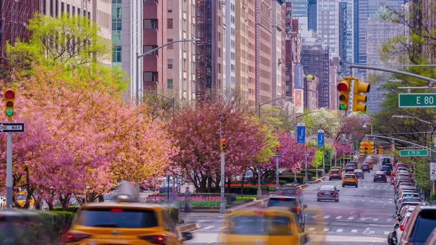 A bustling new york city avenue comes to life in a timelapse with traffic blurring past vibrant pink cherry trees in full spring bloom